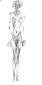 Alberto Giacometti, Femme debout (1961), litografia originale, mm 75x355, euro 216