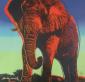 Andy Warhol (after), African Elephant (1983), litografia a colori, tiratura limitata (ed. 2400 es.), numerata a matita, firmata in lastra, cm 60x60 a