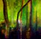 Charaka Simoncelli, Bamboo 2, olio su tela, cm 100x100