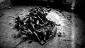 Brigitta Rossetti, End of decadence (2010), fotografia su alluminio, cm 70x50