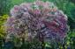 Inge Mair, Cherry blossom (2008), acrilico su tela, cm 100x80