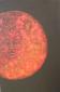 April Bending, Red moon rising, acrilico su tela,-cm 61x91