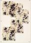 Virginia Cafiero, Trasparenze (2004), carta realizzata a mano con Pelargonium (geranio), acetato, cartone telato, plexiglass, cm 54x74