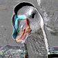 Cristina Mantisi, The portrait of Mrs. Goose (2014), arte digitale su tela, cm 50x50