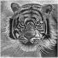 Franz Bucher, Tiger black and white (2013), stampa digitale su alluminio da disegno a matita, cm 50x50