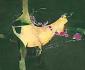 Susie Gadea, There once was a cricket (2012), acrilico su tela, cm 60x50