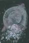 Teresa Condito, La medusa (2011), tecnica mista su carta applicata su tela, cm 40x50
