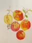 Beate Kulina, Apple Fruit (2016), acquerello, cm 50x65