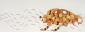 Paul Paiement, hybrids h-eupholus fiatcinquecento (2013), acquerello e collage su carta Arches, cm 77x30