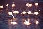 Stefan Havadi-Nagy, Flamingos (2021), fotografia su acrilico, cm 90x60