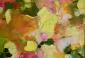 Joy Moore, Begonia gialla e arancia (2021), acrilico su carta, cm 29x20
