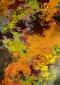 Joy Moore, L'arancione d'autunno (2021), acrilico su carta, cm 28x39