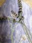 11. Piatto con decorazione di fiore di campo (part. 1)