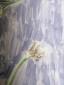 11. Piatto con decorazione di fiore di campo (part. 2)