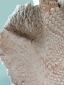 29. Piatto beige (part. 6)