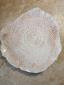 30. Piatto beige con cristallina, a secondo fuoco, diametro cm 19 - 35 euro