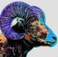Andy Warhol (after), Bighorn Ram. Variante 3 di 6, stampa a colori su carta lucida, tiratura limitata (1000 es.), cm 20x20. Rif. Art 18 Basel 1987