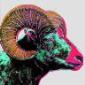 Andy Warhol (after), Bighorn Ram. Variante 5 di 6, stampa a colori su carta lucida, tiratura limitata (1000 es.), cm 20x20. Rif. Art 18 Basel 1987