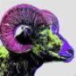 Andy Warhol (after), Bighorn Ram. Variante 6 di 6, stampa a colori su carta lucida, tiratura limitata (1000 es.), cm 20x20. Rif. Art 18 Basel 1987