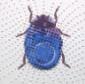 Paul Paiement, hybrids h-coccinella pebbleus (2007), tempera all'uovo su legno, cm 46x46