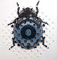 Paul Paiement, hybrids i-coccinellidae roombas (2009), acrilico su acrilico (installazione parietale)