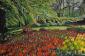 Inge Mair, Tulpenwiese, acrilico su tela, cm 70x50