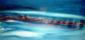 Laura Bottaro, Blue moonight (2010), olio su tela, cm 152x73