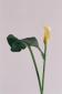 Mauro Martin, serie Natura morta 20, fotografia, cm 5x8