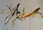 Andrea Greco, Karma 71 (come una libellula) (2013), tecnica mista su tela, cm 70x50