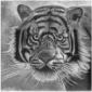Franz Bucher, Tiger black and white (2013), stampa digitale su alluminio da disegno a matita, cm 50x50