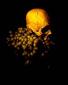 Sue Skitt, Vanitas Skull and Grapes (2012), fotografia verniciata su tela, cm 36x44