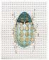 Paul Paiement, h-chrysina velovibratorus (2013), acquerello su carta Arches, cm 28x36