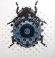 Paul Paiement, hybrids i-coccinellidae roombas (2009), acrilico su acrilico (installazione parietale)