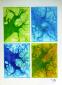 Young-Ae Yi, Garden of Thoughts 1 (2014), puntasecca su carta Arches, cm 48x68