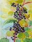 Beate Kulina, Black Currants (2017), acquerello, cm 50x65