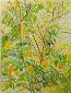 Beate Kulina, Quince (Caucasus) (2018), acquerello, cm 50x65