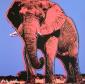 Andy Warhol, African Elephant (1983), litografia after a colori, tiratura limitata (ed. 500 es.), numerata a matita, firmata in lastra, timbro a secco CMOA, cm 50x50
