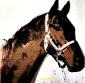 Andy Warhol (after), Ferrous (1975), litografia a colori, tiratura limitata (ed. 500 es.), numerata a matita, firmata in lastra, timbro a secco CMOA, cm 50x50