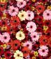 Damien Hirst, Beautiful Inside My Head Forever. Wallpaper (2008), stampa a colori, tiratura limitata, edita da Other Critiria, cm 52x60,6
